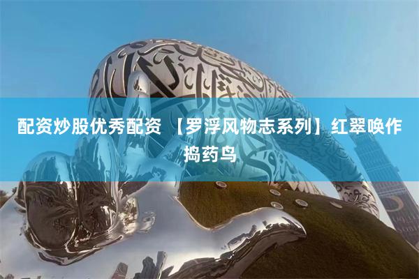 配资炒股优秀配资 【罗浮风物志系列】红翠唤作捣药鸟