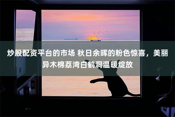 炒股配资平台的市场 秋日余晖的粉色惊喜，美丽异木棉荔湾白鹤洞温暖绽放