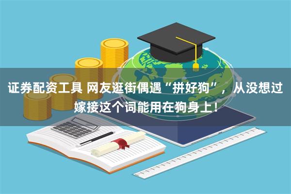 证券配资工具 网友逛街偶遇“拼好狗”，从没想过嫁接这个词能用在狗身上！