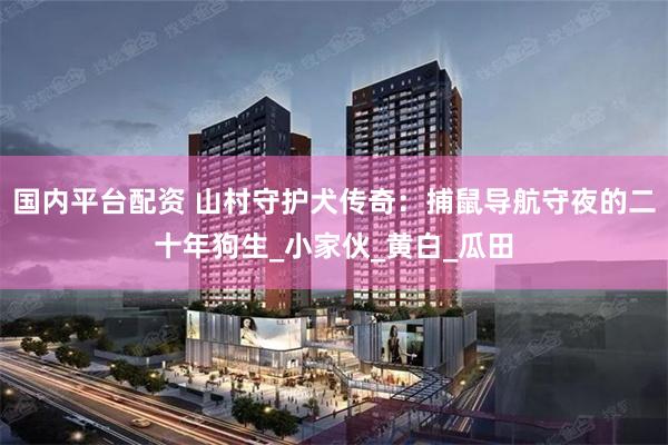 国内平台配资 山村守护犬传奇：捕鼠导航守夜的二十年狗生_小家伙_黄白_瓜田